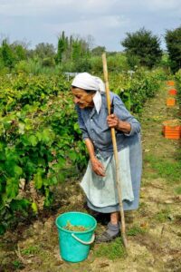Pontiglio - Corfu / Kerkyra - Ionian Islands - Ionian sea - Greece - Sustainable wine - Natural wine - Kakotrygis, Skopelitiko - Eklektikon
