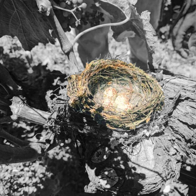 Patistis Winery - Argalasti, Thessalia - Natural Greek wines - Eklektikon